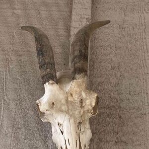 Rustic Horned Skull Wall Decor